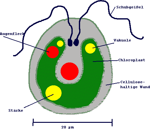 Chlamydomonas